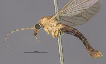 Media type: image;   Entomology 10306 Aspect: habitus lateral view